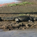 saltwater crocodile "salty", Yellow Water