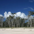 Trees on an 100% sand island... Moreton Island