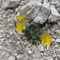 Zartes Blümchen insteiler Lahn