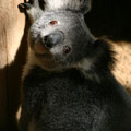 another Koala at Lone Pine Koala Sanctuary