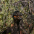 Emu at Alice Springs Desert Park