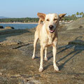 Bubu-Sheila, der treue Strandhund