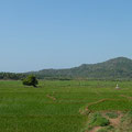 Reisfelder bei Palolem