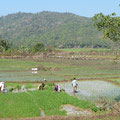 In Goa werden die Reisfelder neu bepflanzt