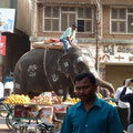 Elefant in Hubli