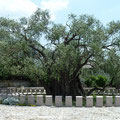 Der 2000 Jahre alte Olivenbaum
