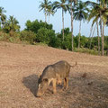 Das Schweinchen das am Strand für Sauberkeit zuständig ist. Frißt auch die Schei….
