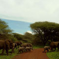 Elefanten kreuzen unseren Weg