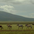 Gnus und Zebras in der Serengeti
