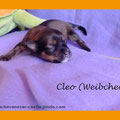 Cleo