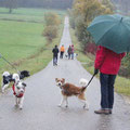 Bayerischer Spaziergang, 27.10.2012, wetterfest musste man schon sein...