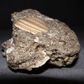Muschelstein