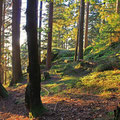 Herbstlicher Wald bei unserem Hausberg Gsengetstein