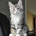 Bentley Silver Classic Tabby with White Male 11 weeks