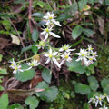 イズノシマダイモンジソウ Saxifrega fortunei var. crassifolia：花