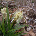 オオシマカンスゲ Carex oshimensis：花