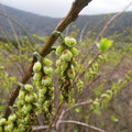 ハチジョウキブシ Stachyurus praecox var. matsuzakii：花