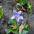 シチトウスミレ Viola grypoceras var. hichitoana：花