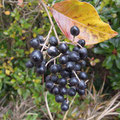 ハチジョウイボタ Ligustrum ovalifolium var. pacificum：果実