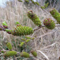 オオバヤシャブシ Alnus sieboldiana：雄花