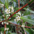 モクレイシ Microtropis japonica：雄花