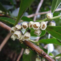 ヒサカキ Eurya japonica：雄花