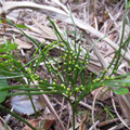 マツバラン Psilotum nudum
