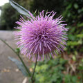 ハチジョウアザミ Cirsium hachijoense：花