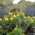 イソギク Chrysanthemum pacificum：花