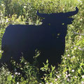 Kleiner Stier Nr. 12 in Groß auf Abwegen im Gebüsch. :-) 