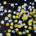 Dandalions, Acryl auf MDF, 60x60 cm