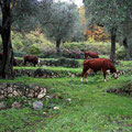 Des vaches au grand champ