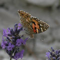 Un papillon de Gorbio