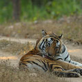 Kanha Tiger Reserve, India