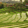 rizière de Bali.