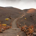 paysage volcanique de Ténéguia la Palma. îles Canaries. +/- 600 m /alt.