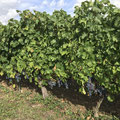 Vendanges Cabernet franc