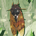 cicada   Jul.2019