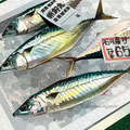 Mackerel   /Feb.2023