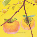 persimmon   /Oct.2020