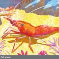 pink prawn   /Feb.2021