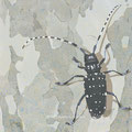 Longhorn beatle   Jul.2019