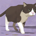 Bicolor Cat   Aug.2019