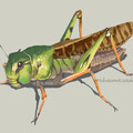 grasshopper   Mar.2019