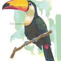 Toco Toucan   Feb.2019