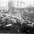 11 novembre - Bétail de guerre volé - Départ vers la rue de Namur