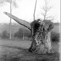 Le chêne de Monstreux