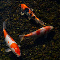 Koi im Park der Gärten - Heiko Friedel