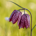 Schachbrettblume - Theo Stenert