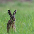 Hase - Gottfried Walter